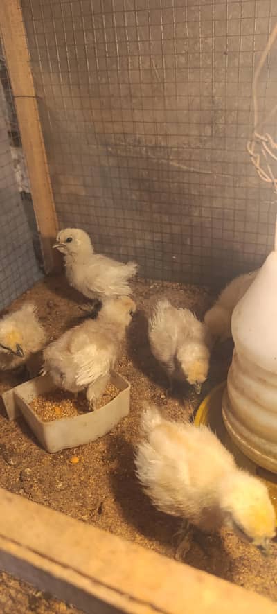 White Silkie chicks