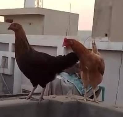 egg laying 3 hen for sale 03024894247