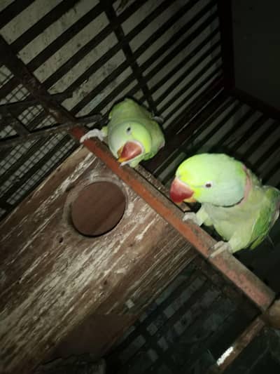 Kashmiri raw parrot