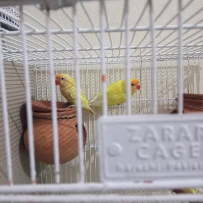 love bird breeder pair for sale