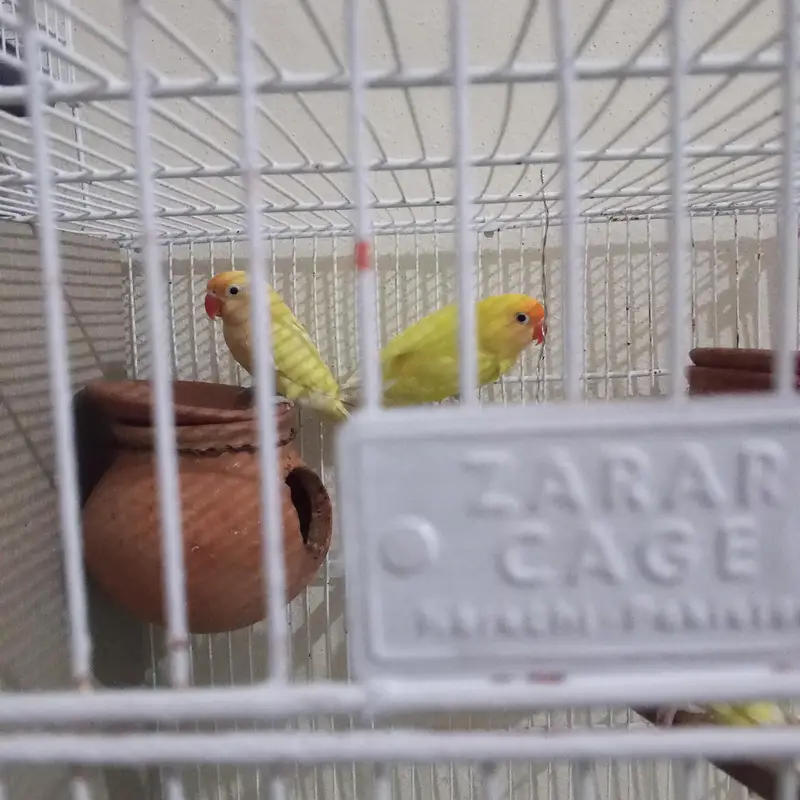 love bird breeder pair for sale — photo 2