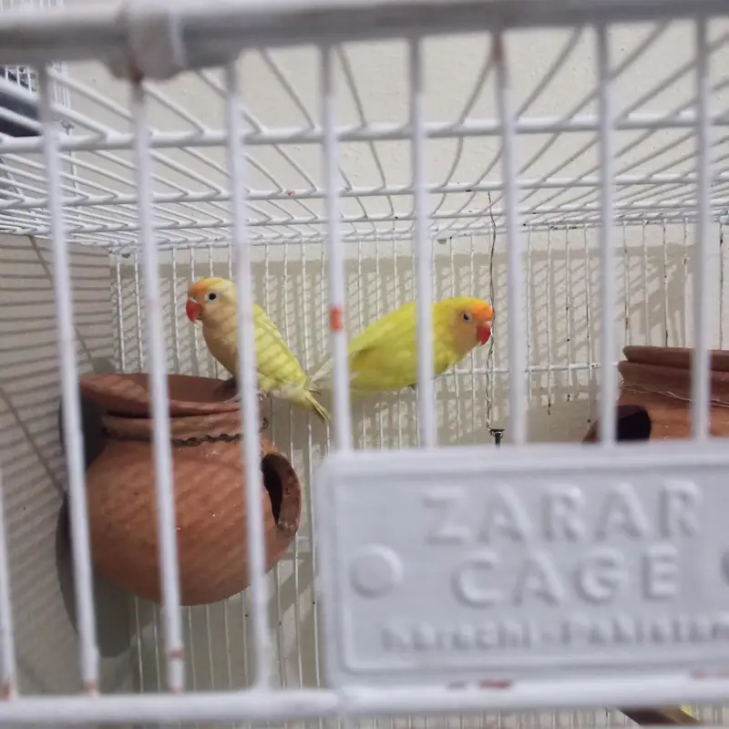 love bird breeder pair for sale — photo 3