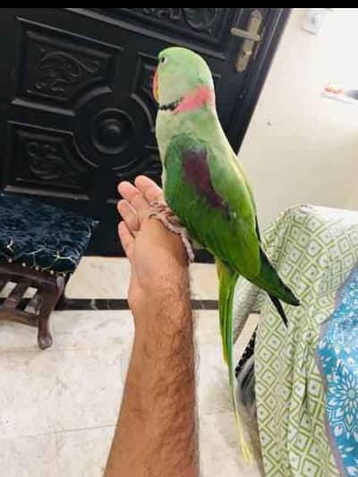 Kashmir Raw parrot hand tam