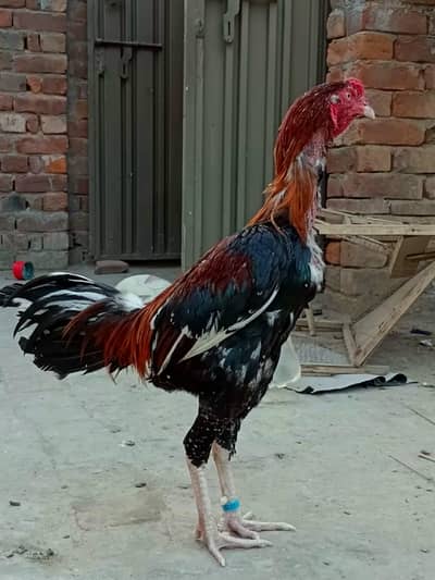 Aseel high quality male full active