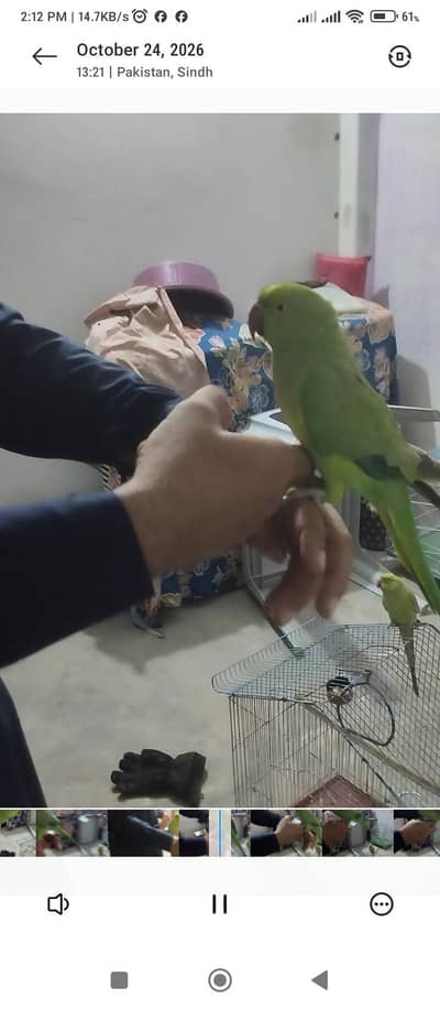 Ringneck parrot pair handtame urgent sell