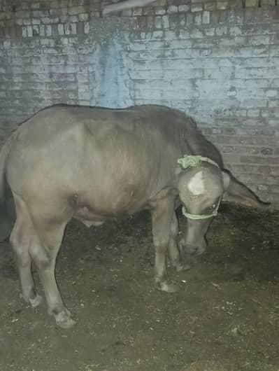 buffalo