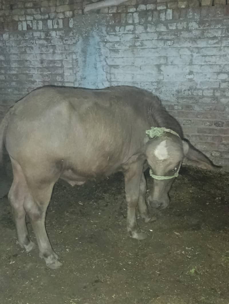 buffalo 0