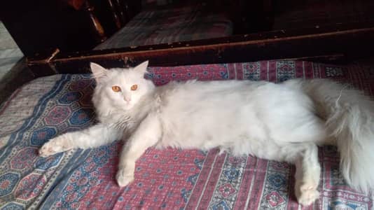 pershion singal male cat  for sale