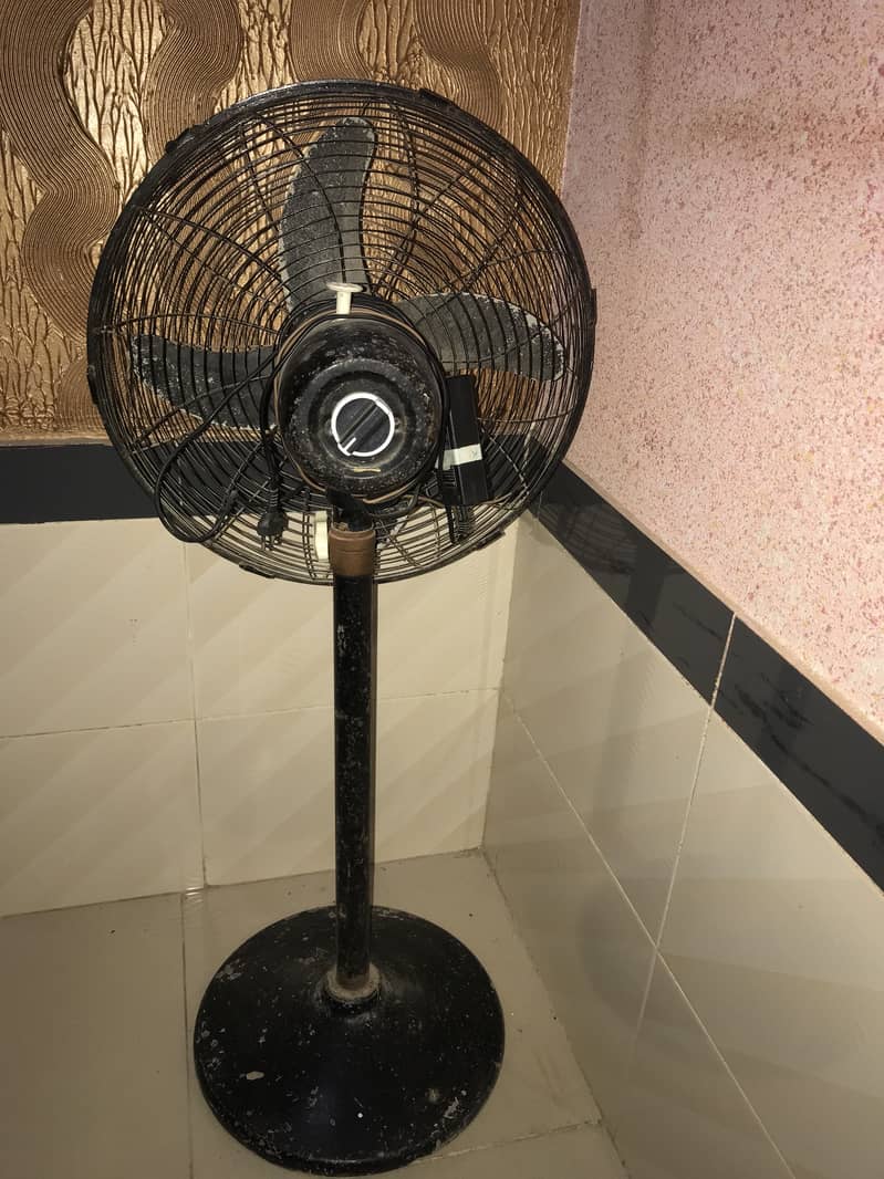 Royal fan 1