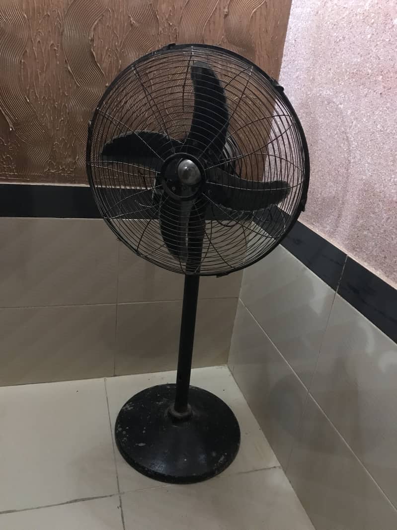 Royal fan 4