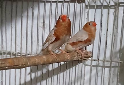 Isabell Orange Adult  Male 3500 Per Piece