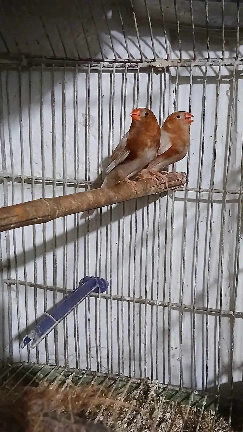 Isabell Orange Adult  Male 3500 Per Piece — photo 2