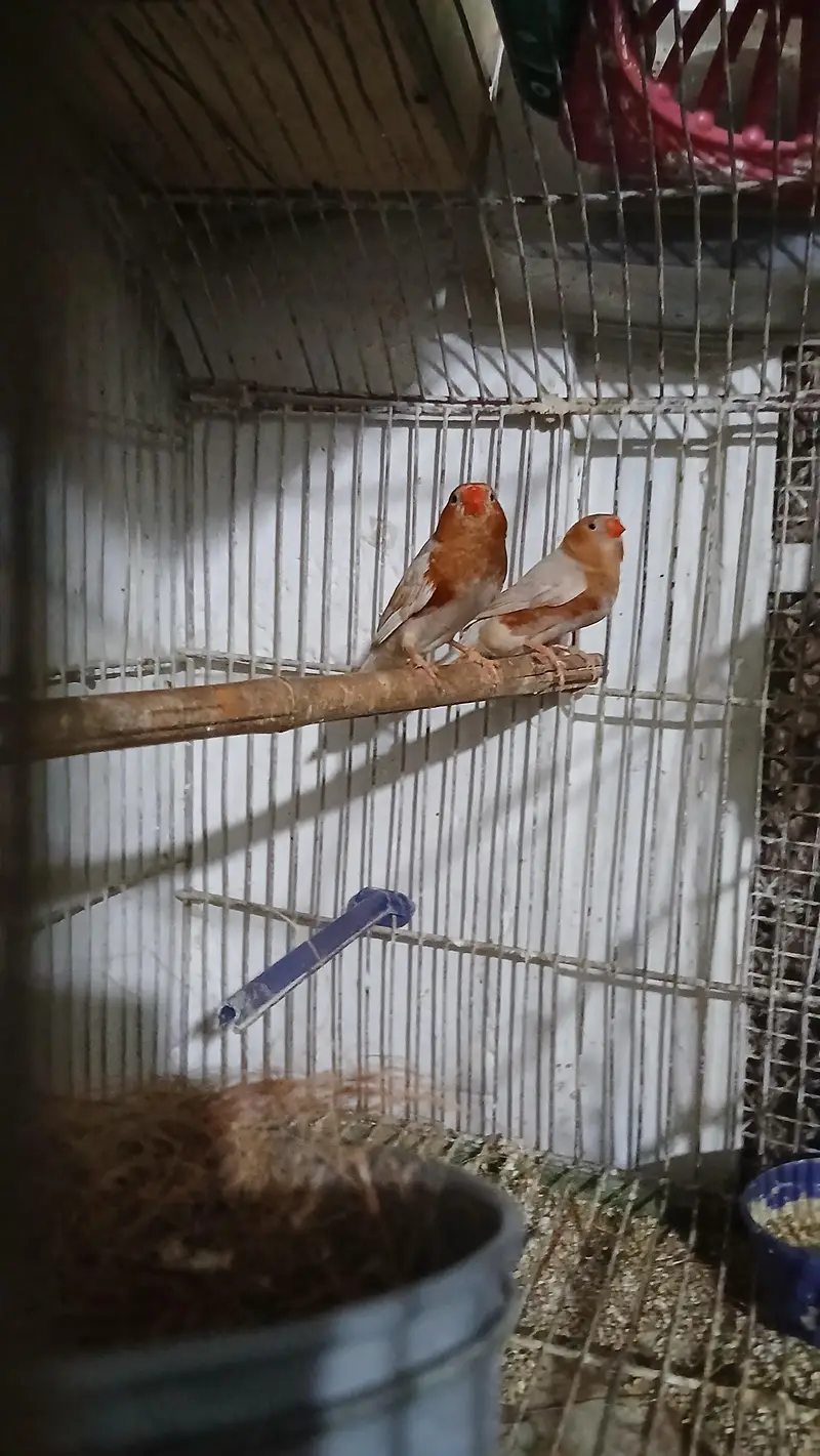 Isabell Orange Adult  Male 3500 Per Piece — photo 3