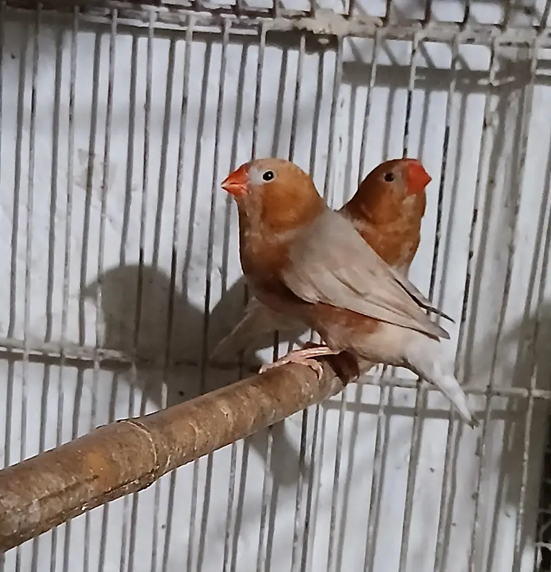 Isabell Orange Adult  Male 3500 Per Piece — photo 6