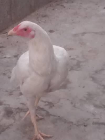 heera