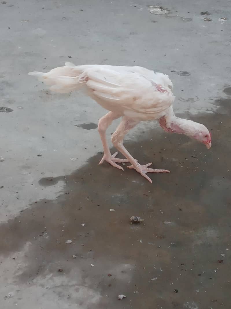heera 1
