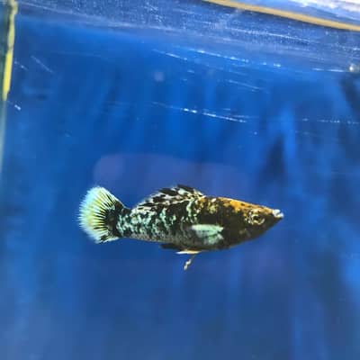Marble molly, Moontail molly and exotic guppy