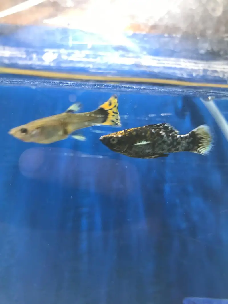 Marble molly, Moontail molly and exotic guppy — photo 2