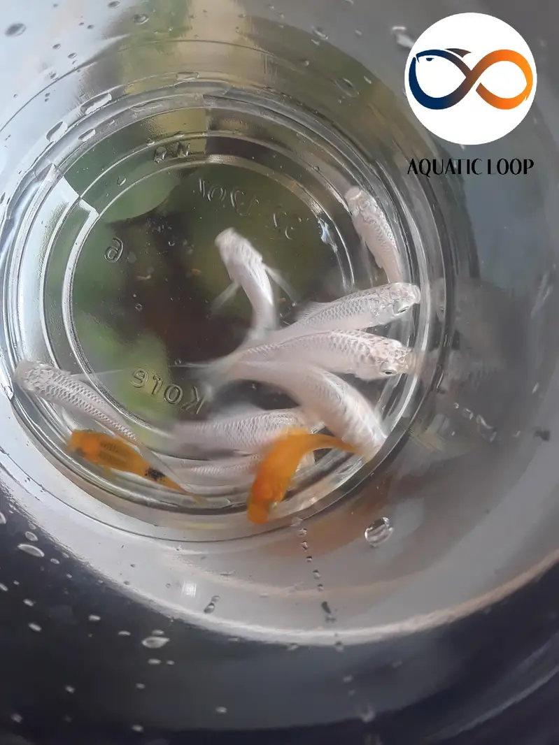 Marble molly, Moontail molly and exotic guppy — photo 3
