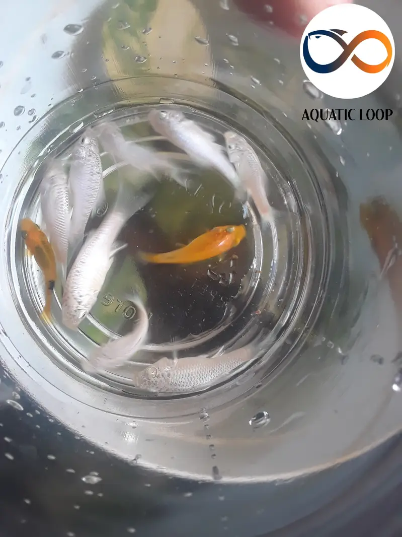 Marble molly, Moontail molly and exotic guppy — photo 4