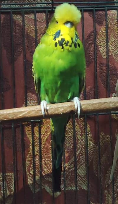 exhibition male for sale