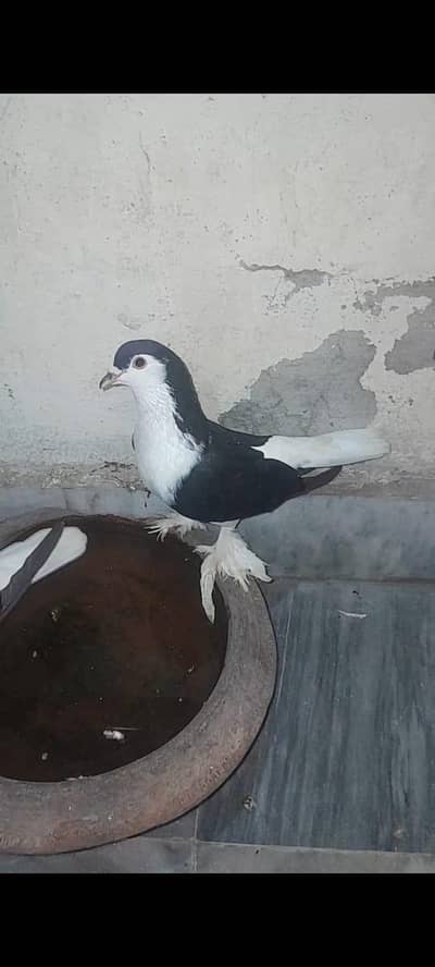 1 pair lahori sherazi 1 pair lahori sehrazi male and female simple
