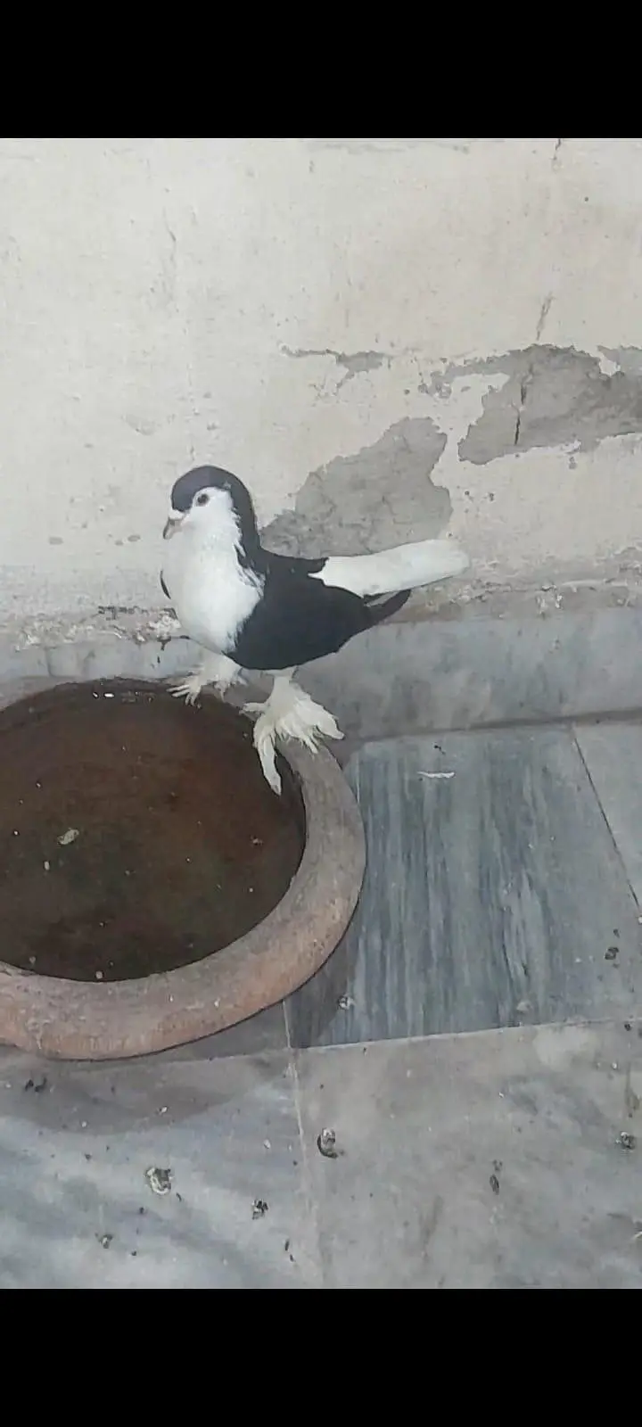 1 pair lahori sherazi 1 pair lahori sehrazi male and female simple — photo 3