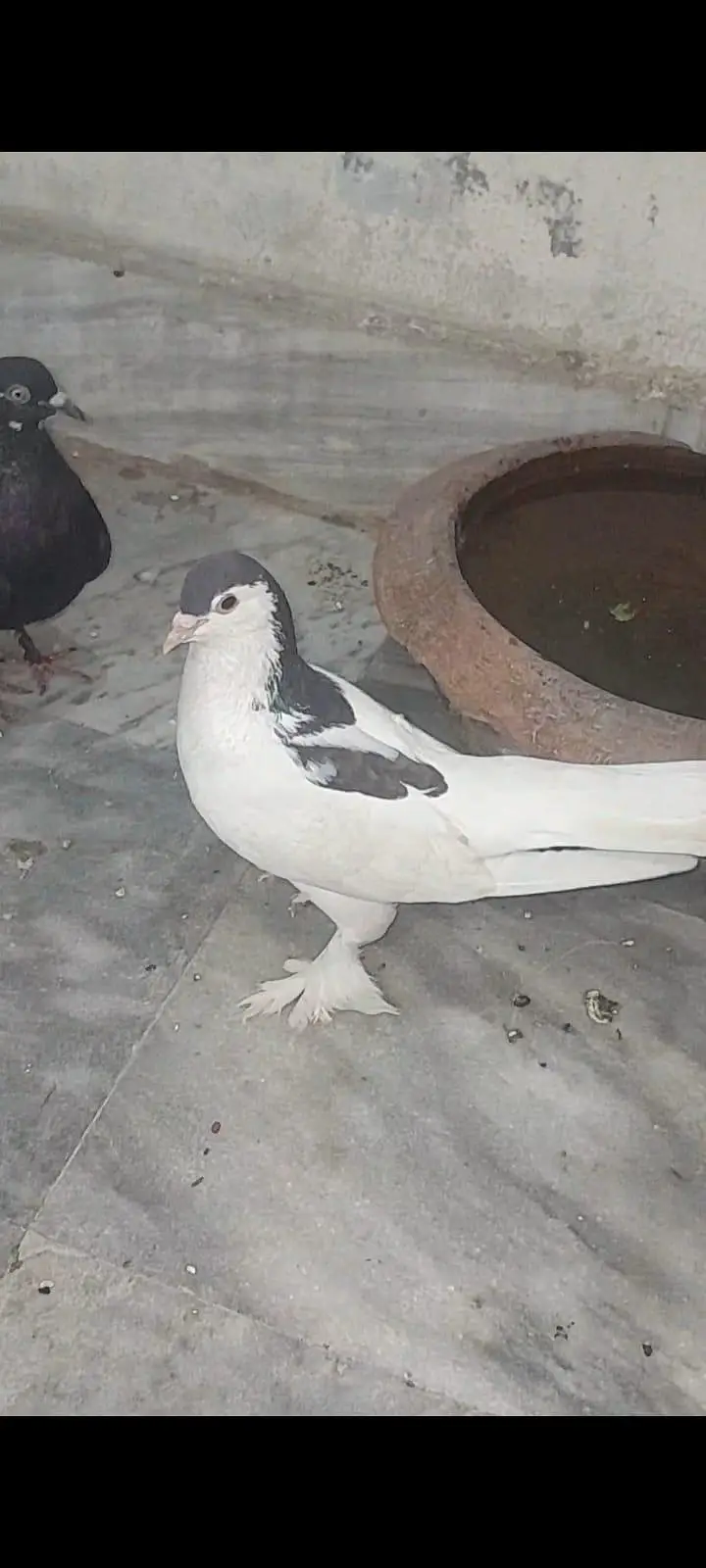 1 pair lahori sherazi 1 pair lahori sehrazi male and female simple — photo 4