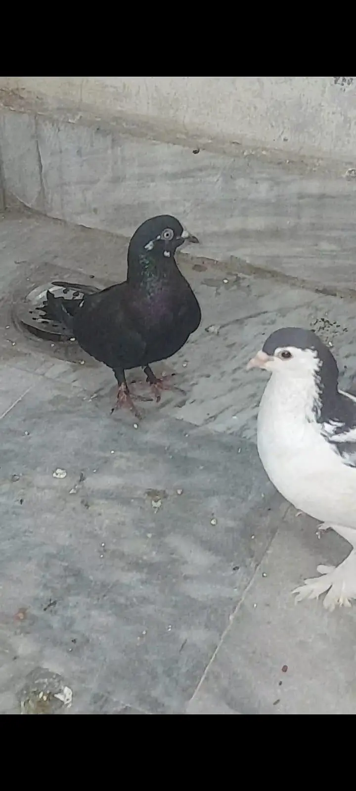 1 pair lahori sherazi 1 pair lahori sehrazi male and female simple — photo 5