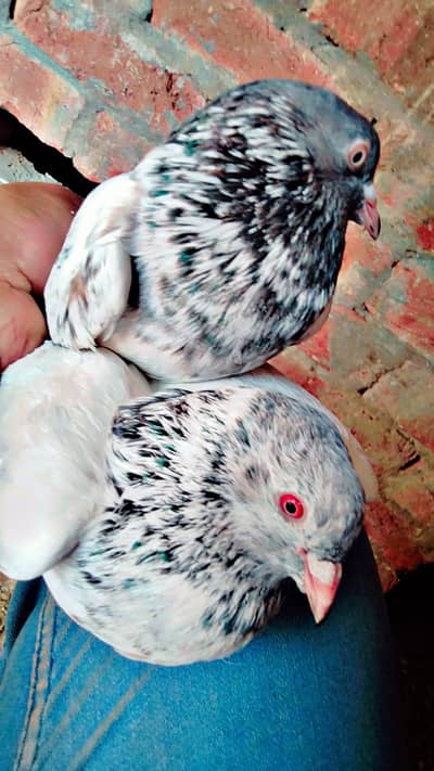 golden almari Wala , freozpuri