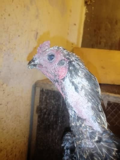 PURE DRAGON BLACK EYES BLACK SKIN JAWA COLOUR