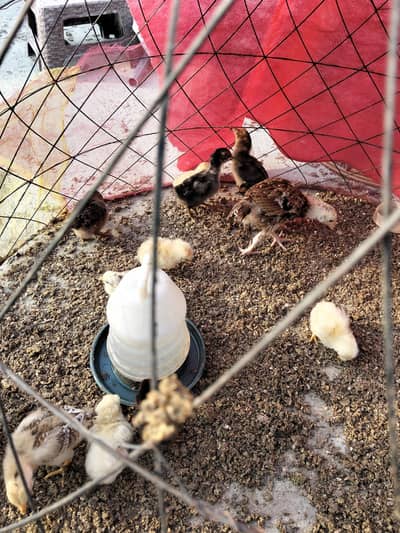 aseel hen chicks for sale