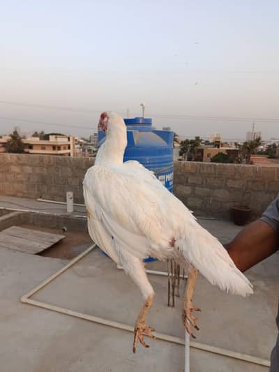 KING O SHAMO