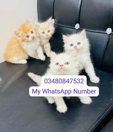 Persian kittens for sale