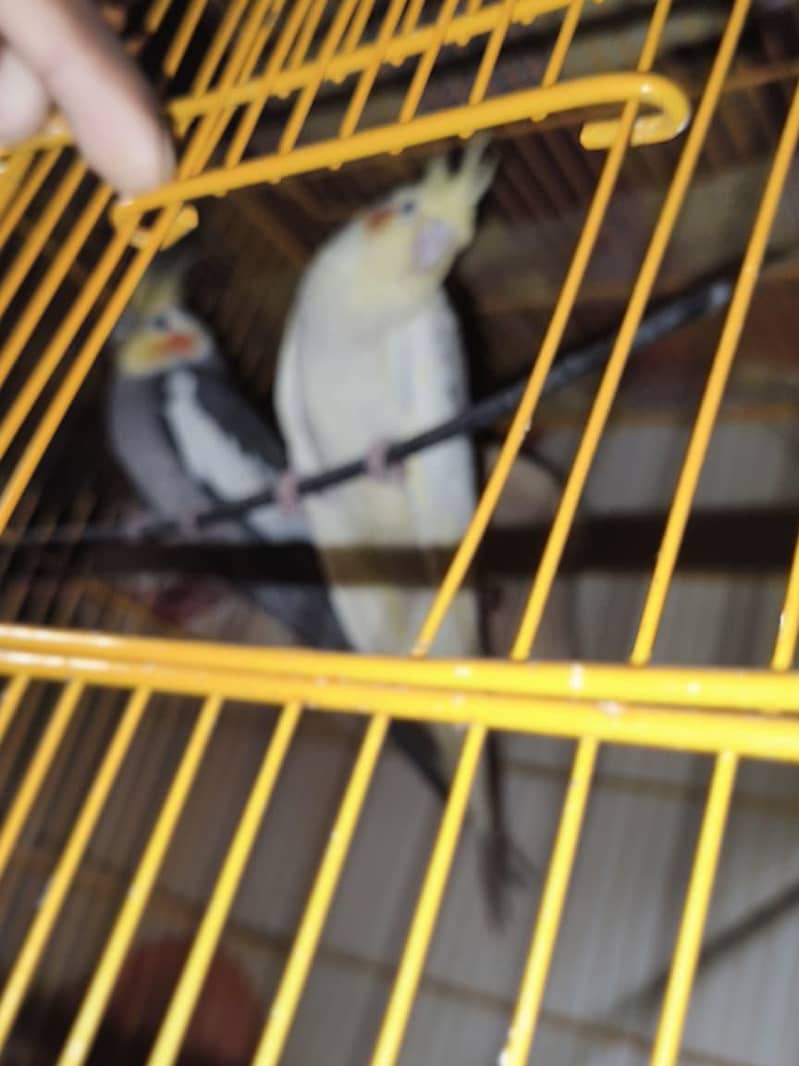 prayer for sale WhatsApp number 03286005788 - Parrots - 1120870390