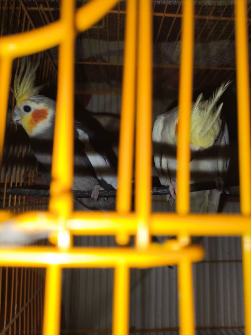 prayer for sale WhatsApp number 03286005788 - Parrots - 1120870390
