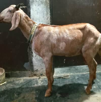 goat for sale