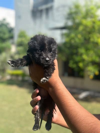 German Shepherd black female puppy Availabile.