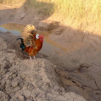 aseel and pure Desi hen pair