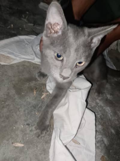 Gray color mein hai