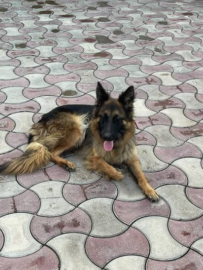German shepherd female