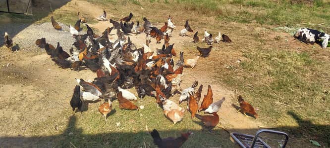 Golden misri hens for sale