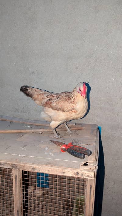 Pair 3 murgi egg  wali ha our 1 murgha Desi hai