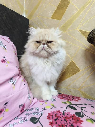 Persian