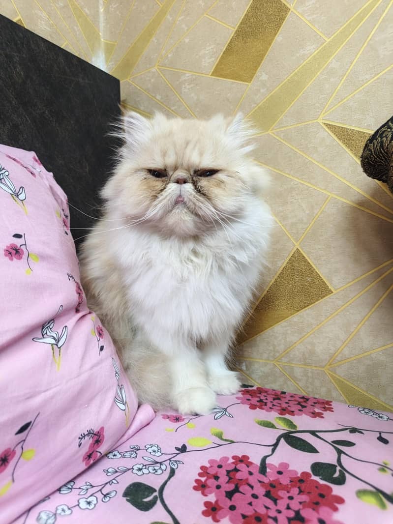 Persian 0