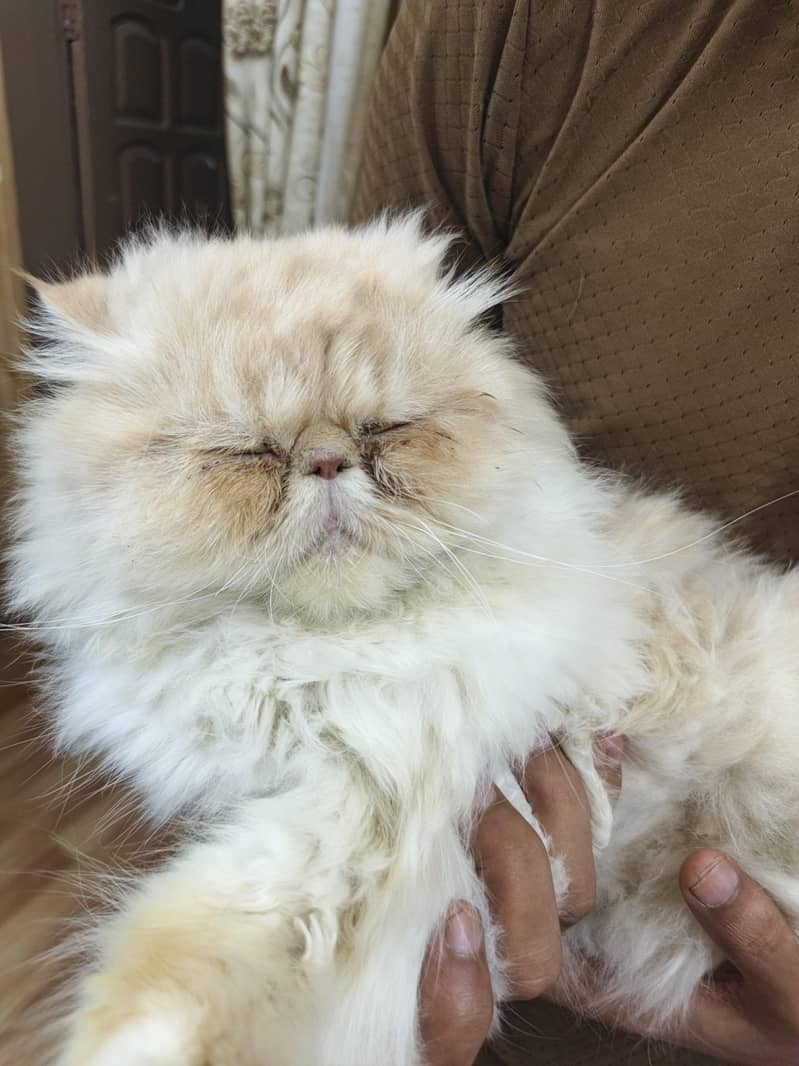 Persian 1