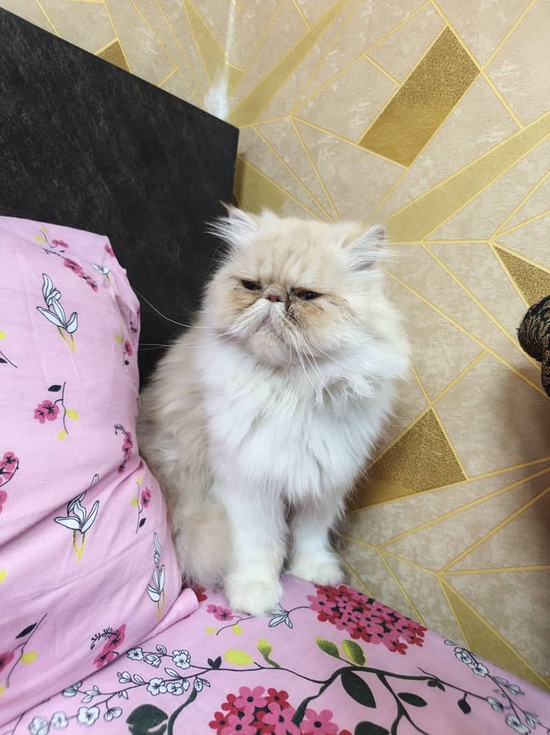 Persian 2