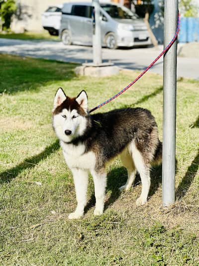 Siberian Husky Female Dog Blue Odd Eyes