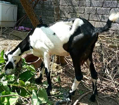mix betal bakri