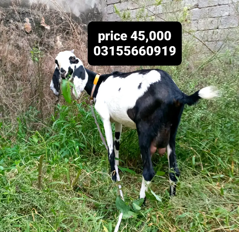 mix betal bakri — photo 2